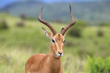 A male impala stands tall in the open grasslands, its lyre-shaped horns accentuating its graceful...