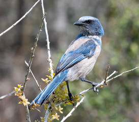 Florida Scrub Jay on a branch
