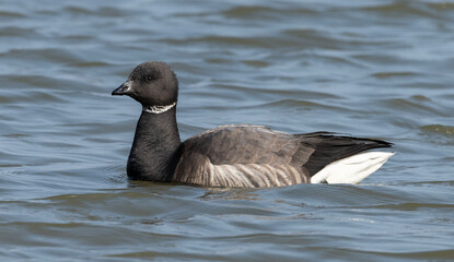 Dark bellied Brent Goose on the water