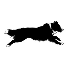 Energetic black silhouette of a border collie dog running with its fur flowing and tail wagging isolated on transparent background silhouette