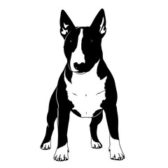A striking black and white silhouette of a bull terrier standing alertly with its distinctive head shape and pointed ears isolated on transparent background silhouette