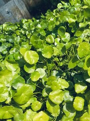 Green Centella leaves symbolizing organic health, anti-aging properties, and plant-based healing.