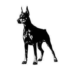 Majestic doberman pinscher dog standing alertly with pointed ears and muscular build in a striking black and white silhouette isolated on transparent background