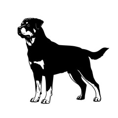 Elegant rottweiler dog standing proudly in a detailed black silhouette against a clean white background isolated on transparent background