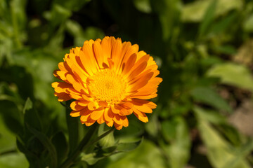 Orange marigold flower in bloom