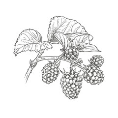 Hand drawn blackberries on a branch with leaves. Vector illustration isolated on white background.