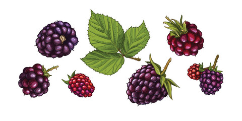 Hand drawn fresh blackberries and blackberry leaf. View from different angles. Vector illustration isolated on white background.