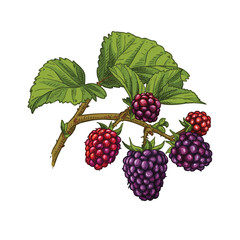 Hand drawn blackberries on a branch with leaves. Vector illustration isolated on white background.