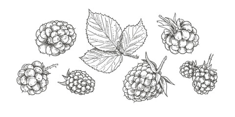 Hand drawn fresh blackberries and blackberry leaf. View from different angles. Vector illustration isolated on white background.