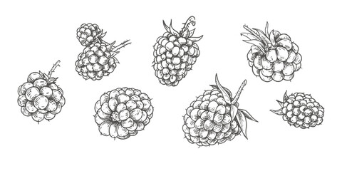 Hand drawn fresh blackberries. View from different angles. Vector illustration isolated on white background.