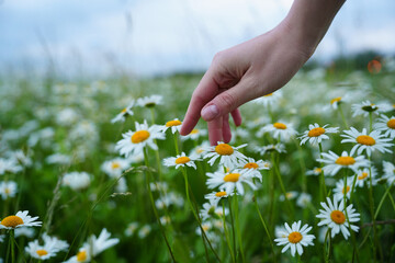 Woman's hand caresses delicate daisies, highlighting their fragile beauty. Delicacy defines these...