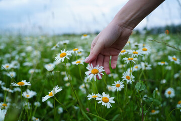 Woman's hand gently touches daisies, their delicate forms embodying serenity. Serenity flows...