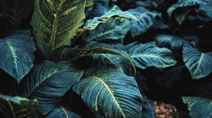Obraz premium Spathiphyllum Plant with Lush Green Foliage and Elegant White Spathes in a Serene Indoor Setting