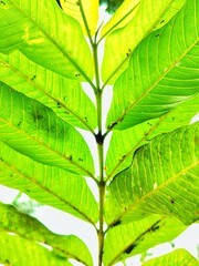 Vibrant Green Leaves with Tiny Ants A Detailed Close-Up