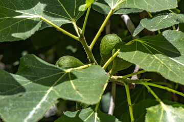 Green limes on leaves, unripe citrus fruits hanging from leaf shoots, exotic fruits Croatia