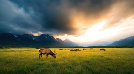 Obraz premium An elegant elk gracefully grazes in a picturesque mountain meadow, showcasing the beauty of wildlife amid stunning landscapes and a dramatic sky filled with emotion.