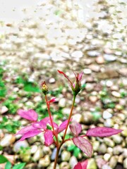 Vibrant Pink Rose Buds Emerging A Close-Up View of Nature's Beauty
