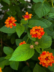 Close-up of blooming lantana with bright orange and red flowers against a rich green background. Shot in natural light. Typography, botany, design, background.
