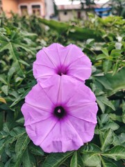 Close-up of Two Delicate Purple Morning Glory Flowers Blooming