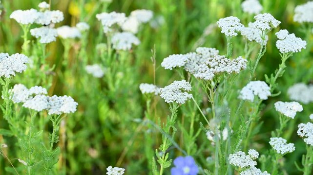 video of meadow grasses yarrow in summer