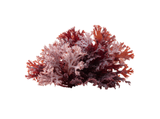 Vibrant red seaweed specimen isolated on black background, Isolated On Transparent Background