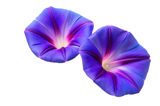 two Morning Glory flowers on a white background