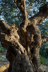 Gnarled trunk of old olive tree, Kardamyli, West Mani, Messenia, Peloponnese, Greece, Europe