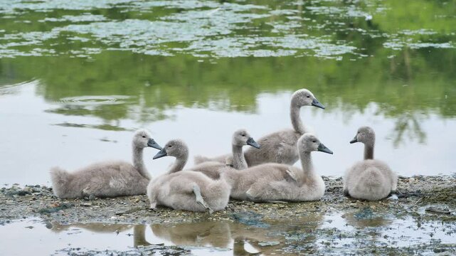 Baby swans along Adda river, Lombardy, Italy