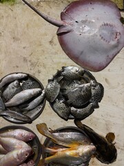 Variety of Fresh Fish and Stingray Displayed at Local Seafood Market