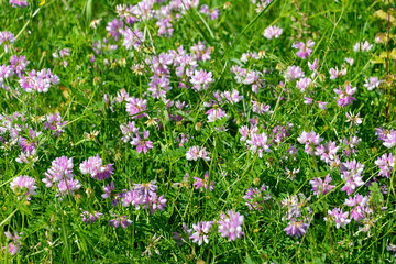 Vibrant meadow with blooming pink flowers and lush greenery.