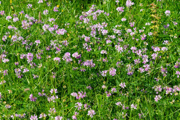 Vibrant meadow with pink wildflowers and lush green grass in bloom. Securigera varia, crownvetch,...