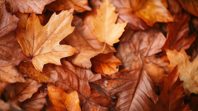 A vibrant collection of fallen autumn leaves scattered across the ground, showcasing an array of warm colors that symbolize the beauty of seasonal change and the passage of time.