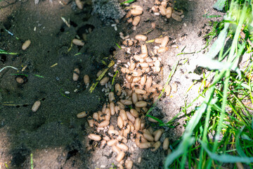 Ant colony exposed in sunlight with larvae on soil surface