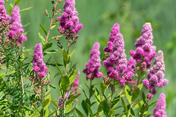 Vibrant pink spirea blooms in lush green foliage. Spiraea salicifolia, the bridewort, willow-leaved meadowsweet, spice hardhack
