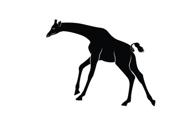 Giraffe running, isolated background. Vector illustration.