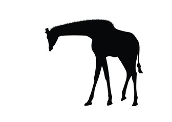 Giraffe silhouette isolated on background. Vector illustration.