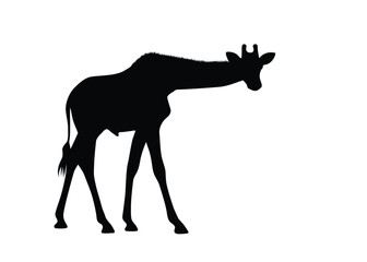 Giraffe silhouette isolated on background. Vector illustration.