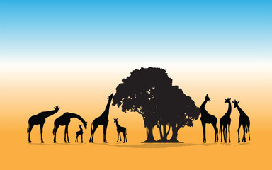 Silhouette of a herd of giraffes in nature, isolated background. Vector illustration.