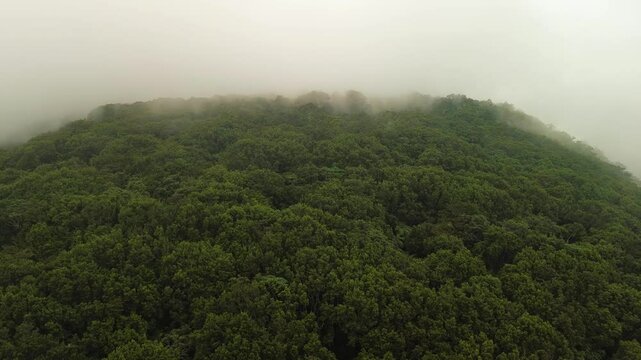 Mist flows gently above the dense tropical treetops of Mount Apo, revealing the wild rainforest and shifting cloud layers at high altitude in the mountains of Davao, Philippines.