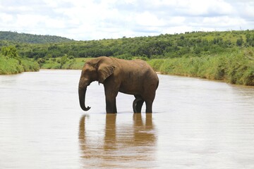 Fototapeta premium African Elephant Cooling Off in River on a Warm Summer Day
