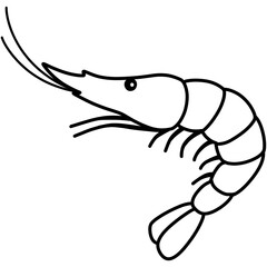 Hand drawn shrimp illustration outline 