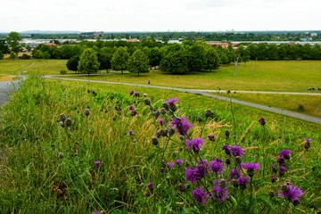 Blick über blühende Sommerwiese mit violetten Wildblumen auf einen weitläufigen Park bei Hannover. Im Hintergrund die Skyline der Stadt – Natur trifft Urbanität.