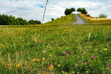 Wiesenblüten unterhalb des Kronsbergs