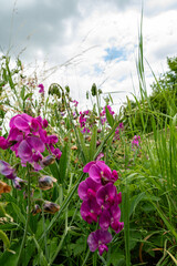 Breitblättrige Platterbse (Lathyrus latifolius) am Mittellandkanal. Nahaufnahme der pinkfarbenen...