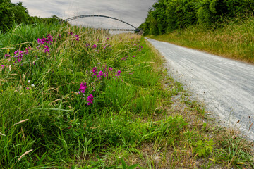 Blühende Wildblumen am Uferweg des Mittellandkanals bei Hannover. Im Hintergrund eine moderne...