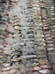 Fresh Chilled Fish on Ice – Seafood Display at Market