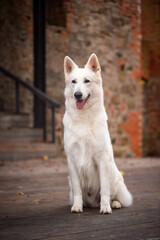 White swiss shepherd sitting dog