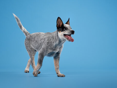 A blue heeler stands with a wagging tail on a blue backdrop, exuding happiness and enthusiasm. The bright setting emphasizes the dog's friendly and engaging personality.