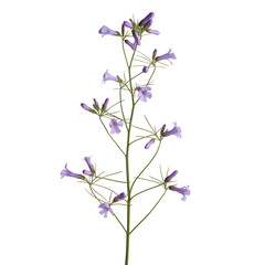 Obraz premium Purple Wildflower