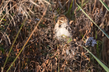 Reed bunting